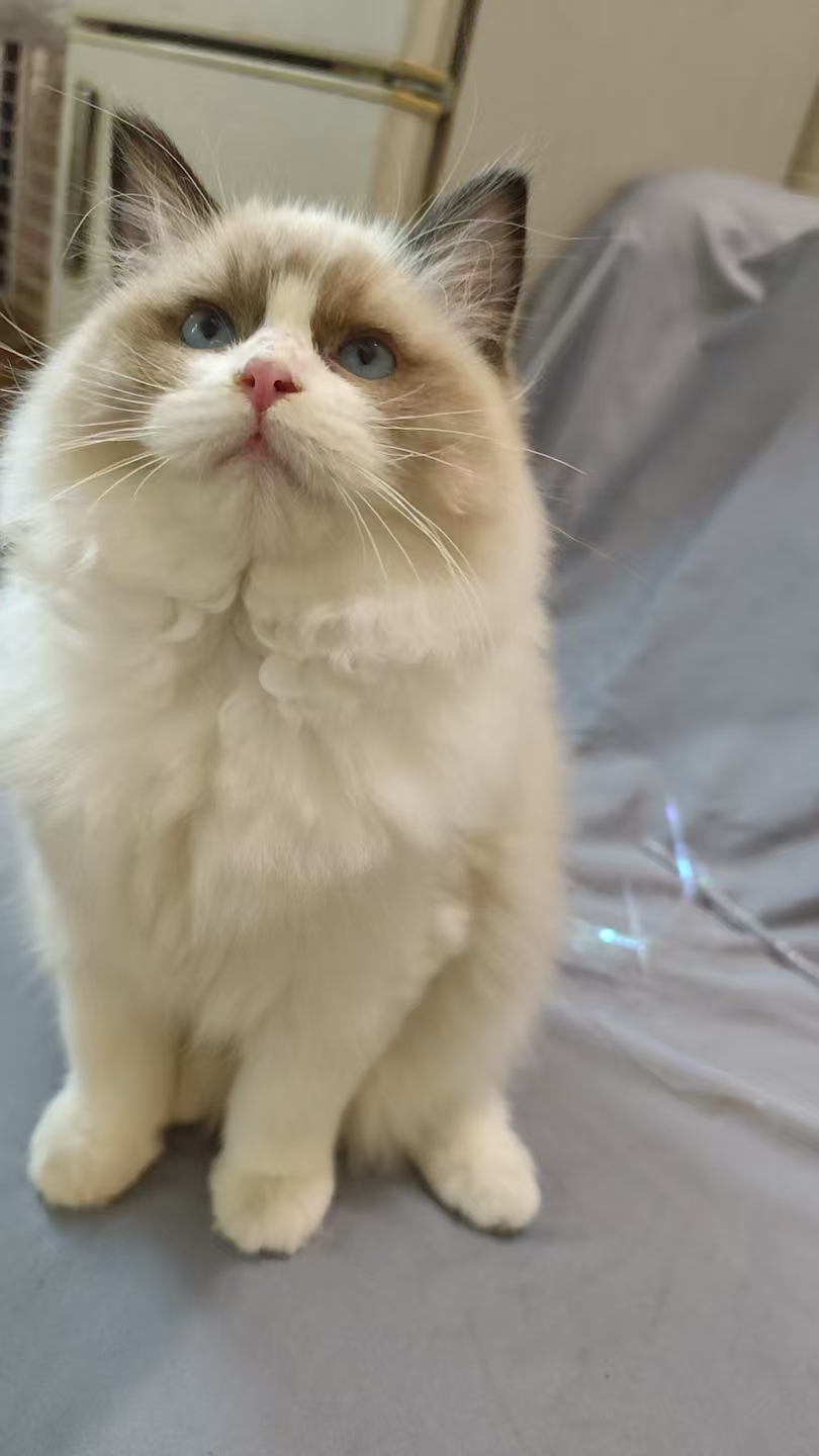 新脸版布偶妹妹标价出